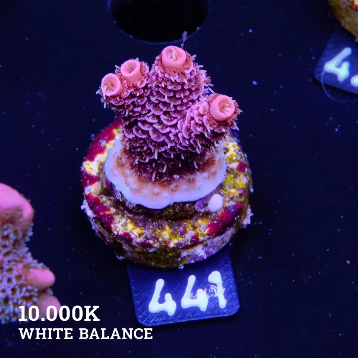 HİDROLİK DİREKSİYON HORTUMU E60/E61-M54